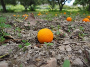 Naranjas maduras // Wikimedia Creative Commons