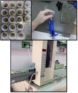 Extracción y determinación de ácidos grasos por cromatografía gases masas