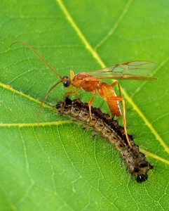Aleiodes indiscretus wasp parasitizing gypsy moth caterpillar / Wikimedia CC